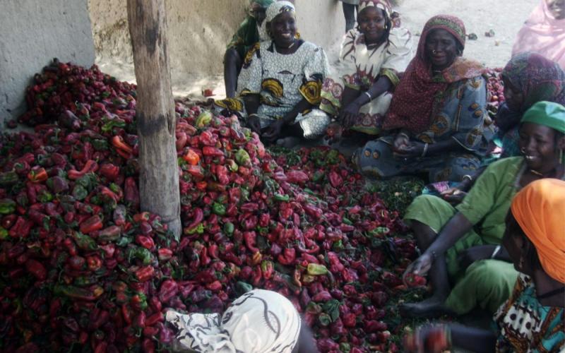 Resultado de la producción de pimientos gracias a las campañas de microcréditos puestas en marcha por la Fundación.
